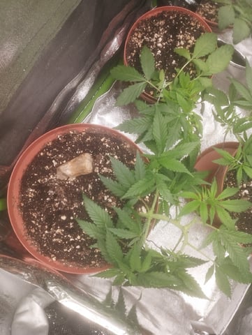 cultivo #3 — vegetative, day 5