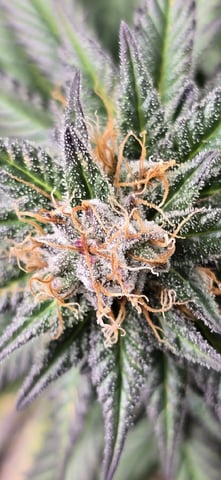 SBJ Clones — flower, day 113