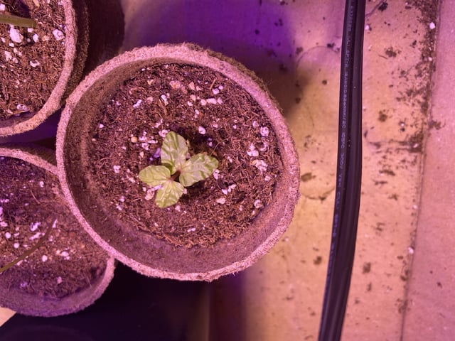 Grow 1 — seedling_rooting, day 9