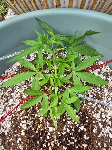 Green Gelato Auto — vegetative, day 24