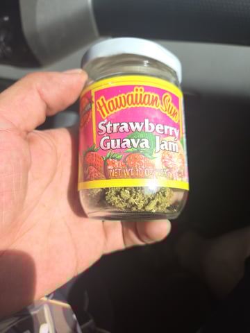 True Living Organics Aloha Style Master Kush Auto — grow_setup, day 1