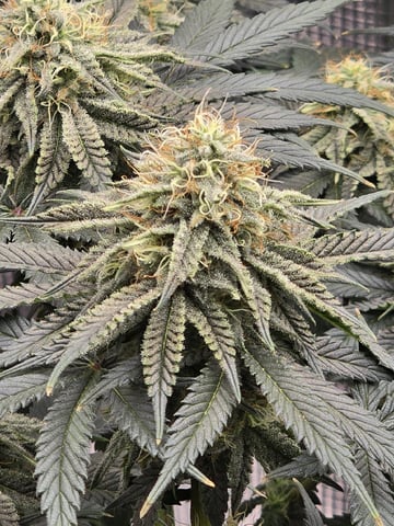  1 Blue Zushi x Venom & 1 Jack Here x Strawberry Cookies OG — flower, day 78