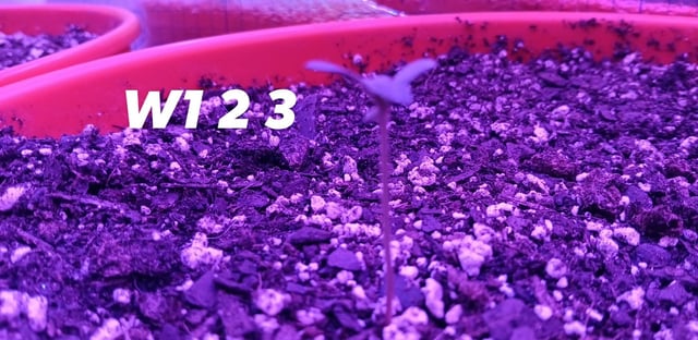 Kickoff — seedling_rooting, day 3