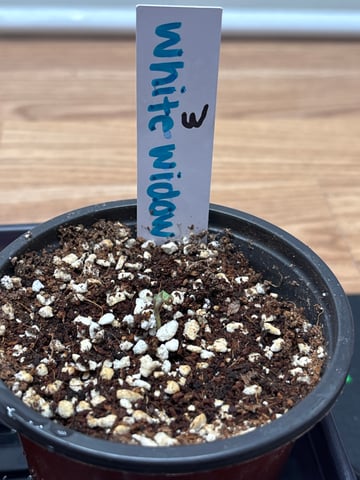 3 white widow and 3 lemoncello haze — germination, day 3