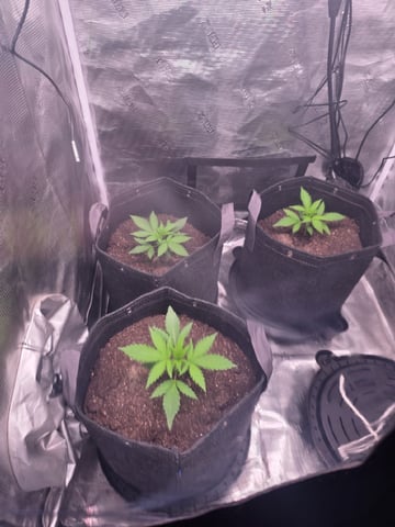 Blue Dream Feminized  — vegetative, day 29