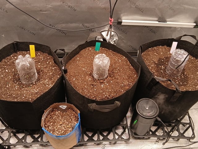 Lsd25, Dosido,GDP All Autos. — grow_setup, day 2