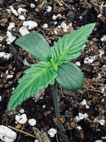 Frugal Farmer #1 — seedling_rooting, day 8