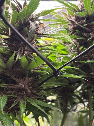 Purple Wedding Glue — harvest, day 45