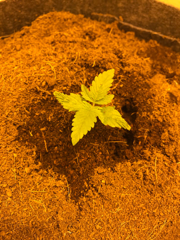 Frosty Gelato Autos  — vegetative, day 9