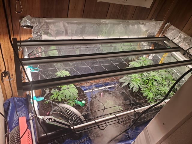Banana Purple Punch & Rainbow Showers — vegetative, day 47