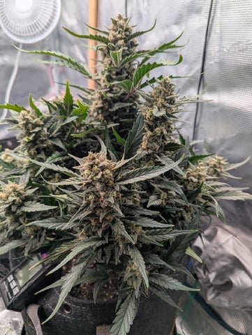 2025 EOY Grow — flower, day 76