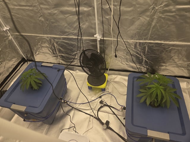 Laundry Shaman — vegetative, day 27