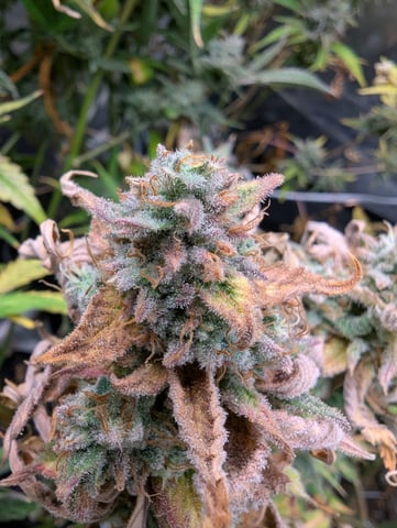 Boogie Brew Basic — harvest, day 107