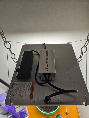 1st plant. Strain: Green Gelato AutoFlower — vegetative, day 52