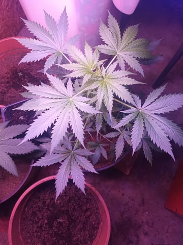 aurora auto — vegetative, day 27