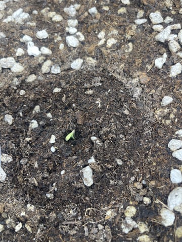 3x3 Grow — seedling_rooting, day 9