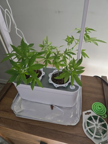 1st Grow — flower, day 29
