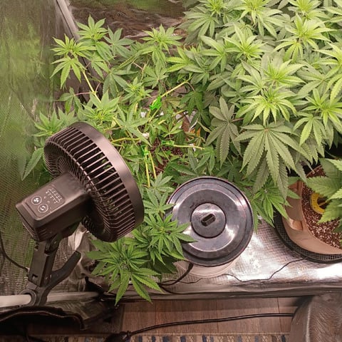 TentPlantLightFan — vegetative, day 70
