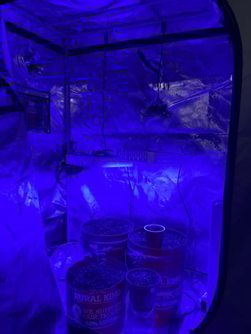 Archived Grow — none, day 3