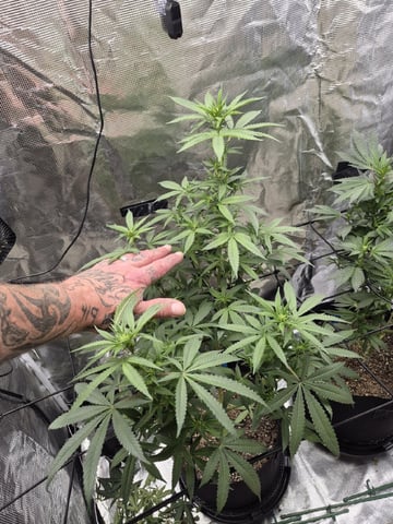 4th Grow — flower, day 80