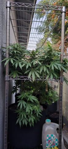 Mystery Weed Plant — flower, day 128