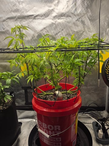 First Grow — vegetative, day 25