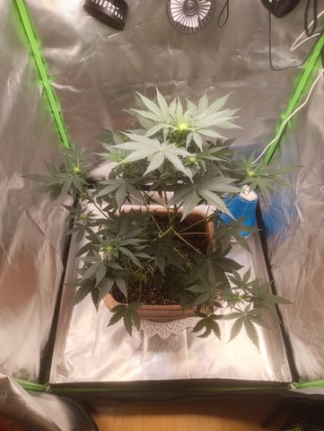 Purple Amnesia Autoflower — flower, day 39