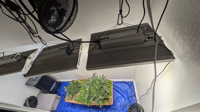 Quick Auto Summer Grow — flower, day 29