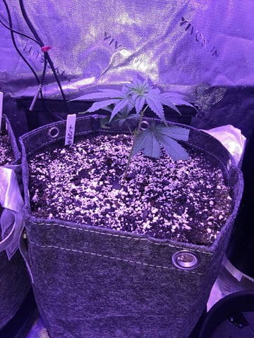MOTHER ROOM — seedling_rooting, day 78