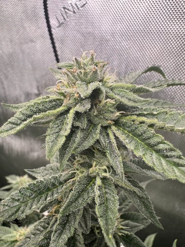 3 Runtz X Apple Fritter  — flower, day 43