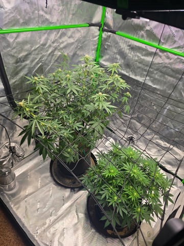 2nd grow round 2 — flower, day 64