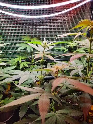 missing pieces — flower, day 72