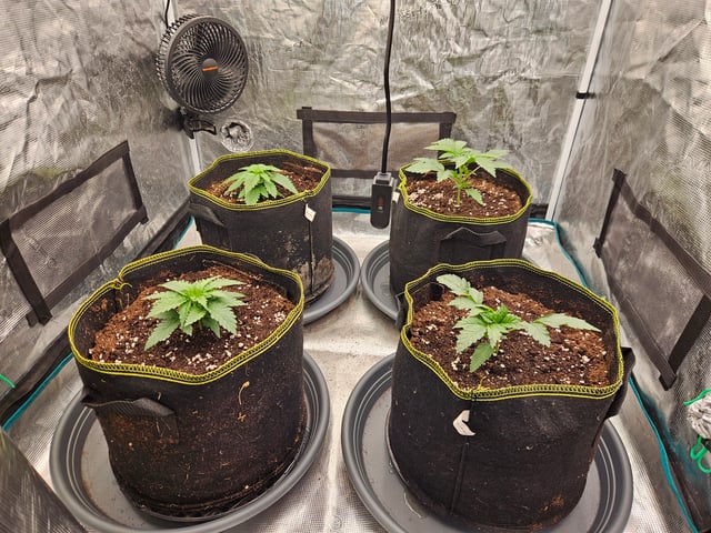 Double Trouble  — vegetative, day 18