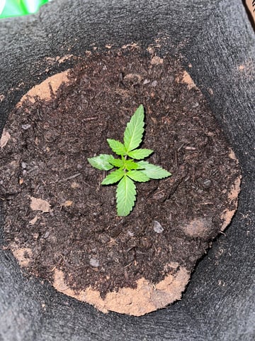 Grow Number 2 — seedling_rooting, day 15