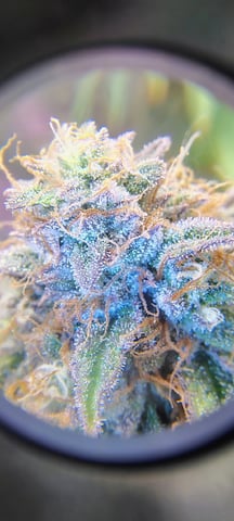 winter grow — flower, day 144