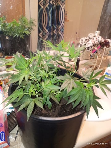 Georgia Pie Female Photo — vegetative, day 28