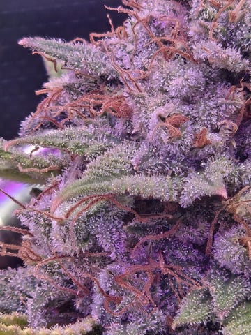 4 strains in 1 tent — harvest, day 131