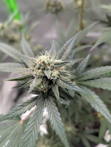 First Grow — flower, day 63