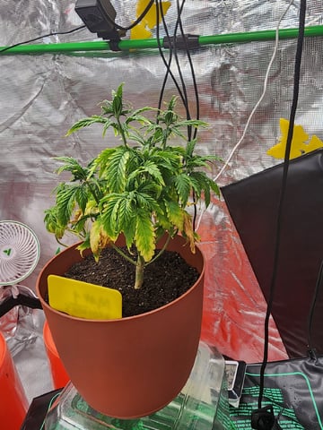 HE1E we GROW  — vegetative, day 70