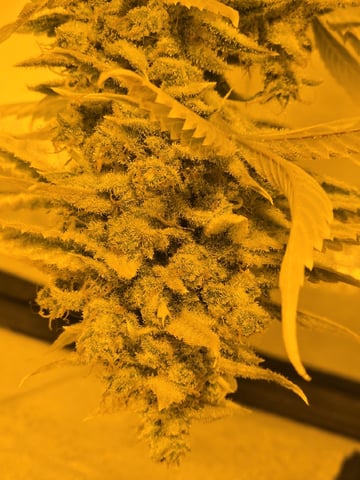 3rd Auto Grow — flower, day 115