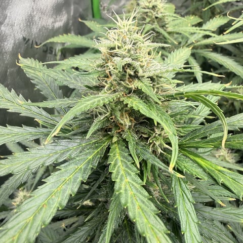 Bruce Banner (Auto) — done, day 71