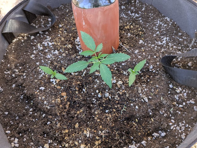 October Start — vegetative, day 23