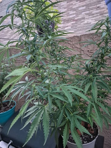new strain — flower, day 39