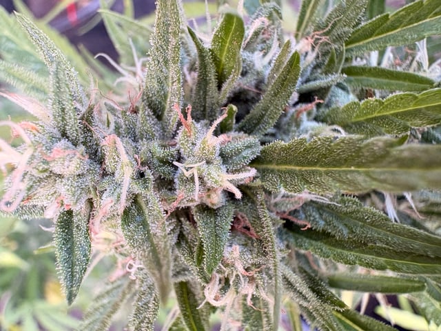 Muliflex — flower, day 82