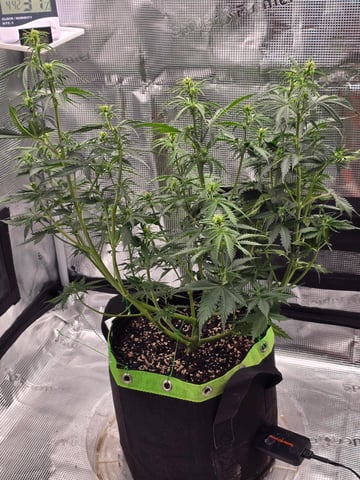 Gorilla Cookies auto  — flower, day 34