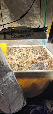 10G's — seedling_rooting, day 1