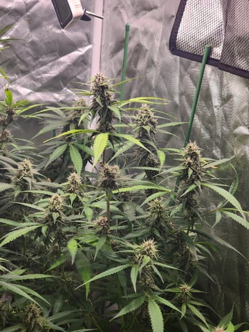 420 Fastbuds — flower, day 3