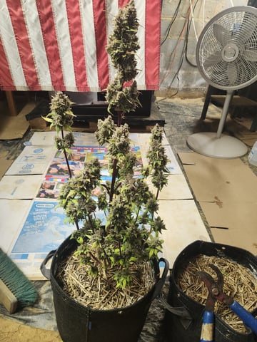 Mephisto Apple Crush and Pop tart OG in Nature's Living Soil.  — harvest, day 91