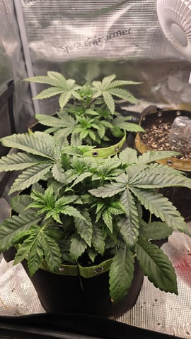 Blueberry Swirl — vegetative, day 22