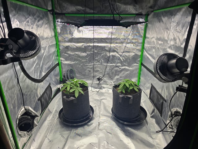 2nd grow round 2 — vegetative, day 22